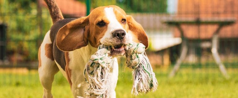 Case Study: Camp Woof