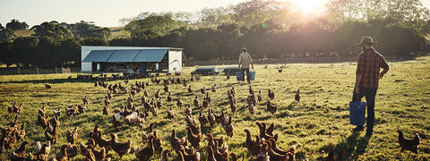 Case Study: Gerber Poultry