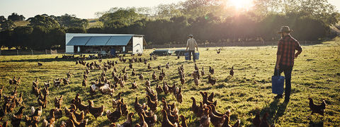Learning Management Case Study: Gerber Poultry