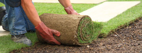 Case Study: Buy Sod