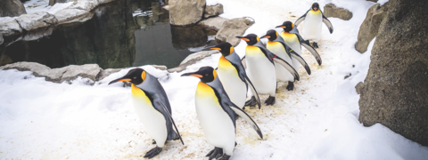 Product Case Study: Benefits Advisor and HR